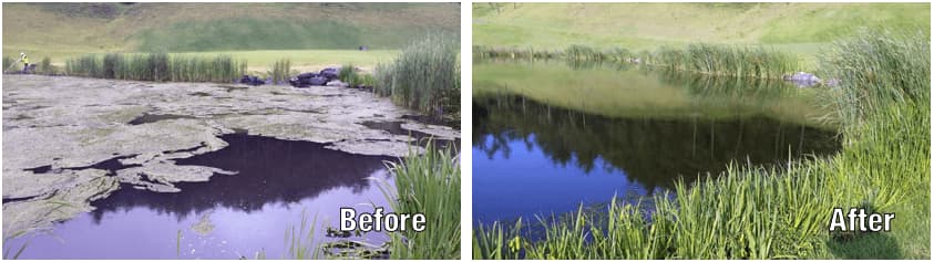 Kukje Pond Before and After