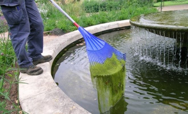 Algae Control