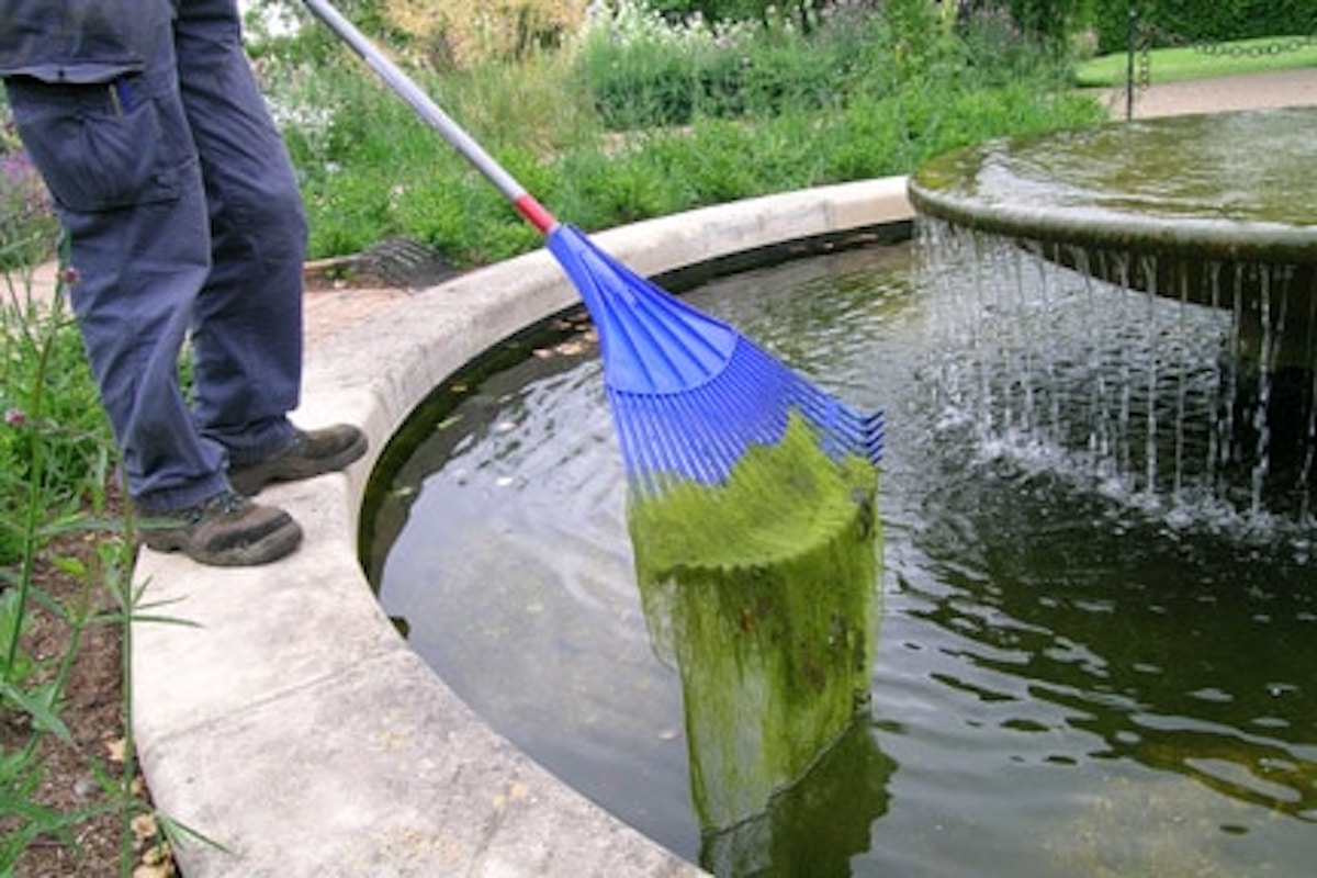 Filamentous Green Algae (Pond Scum)