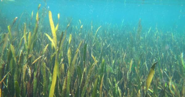 common-submerged-aquatic-plants-kasco-marine