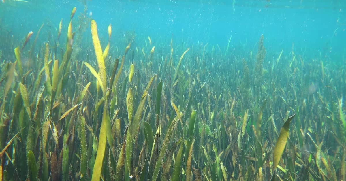 marine deep ocean plants