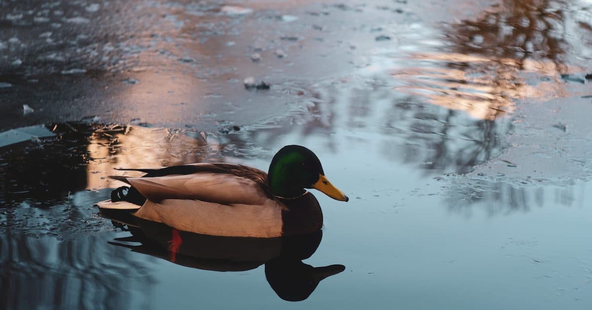 Avisning för anka jakt &amp; Wildlife