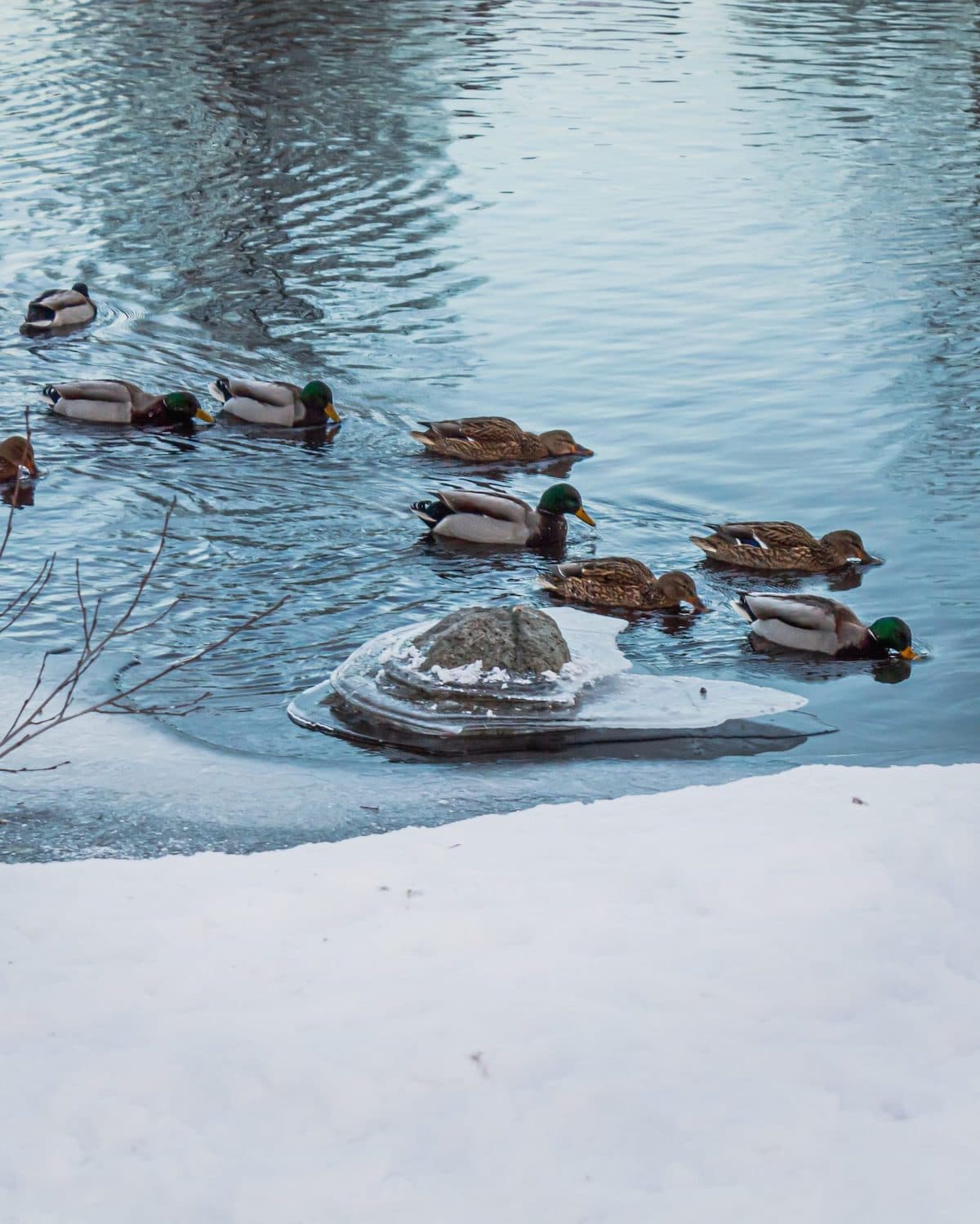 Ducks in Open Water