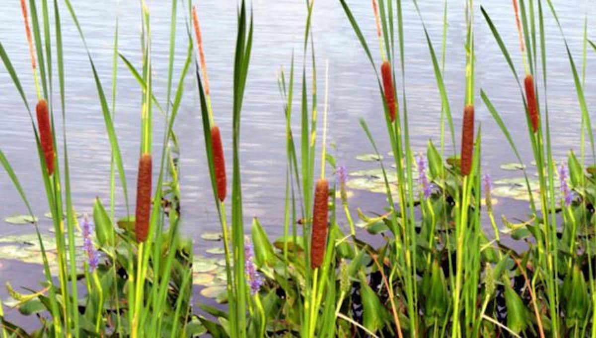 Emergent Aquatic Plants