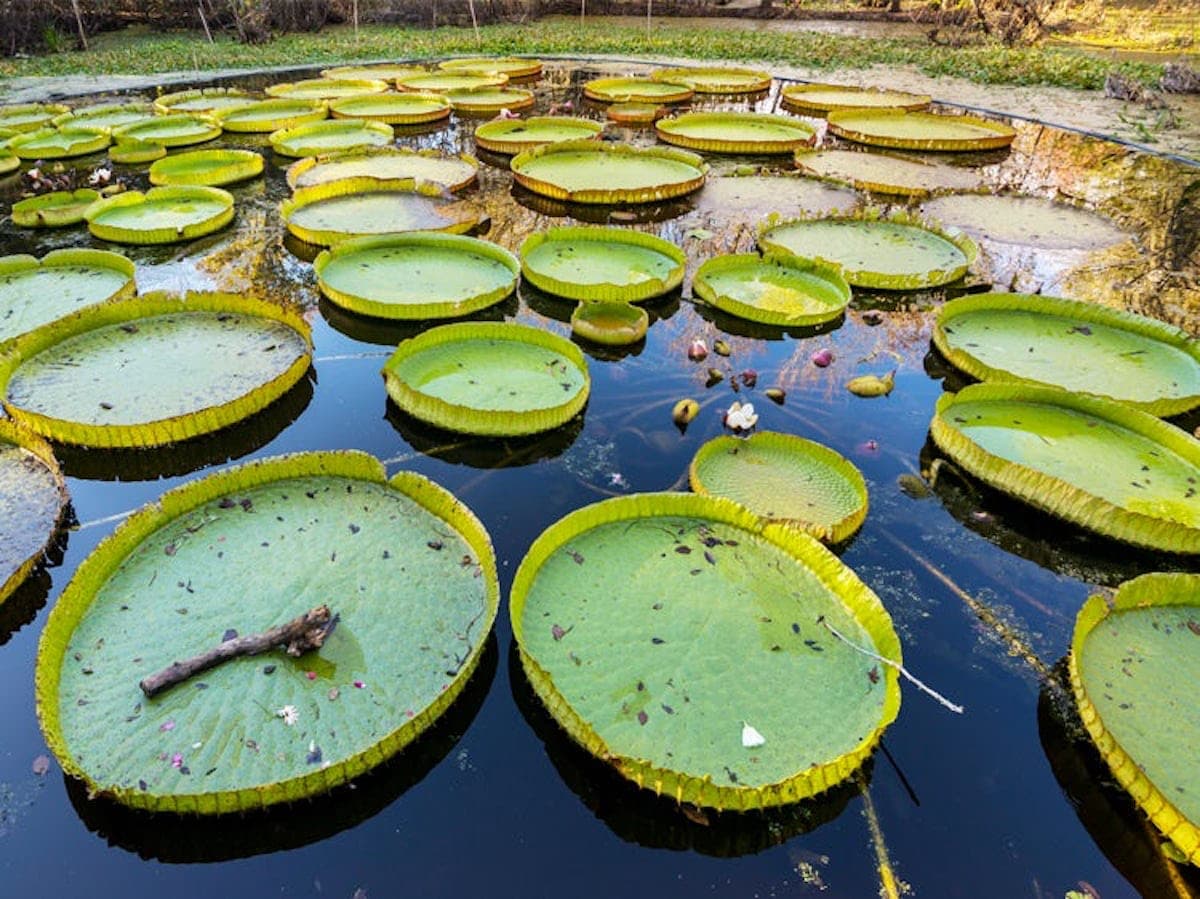 Giant Lily Pads