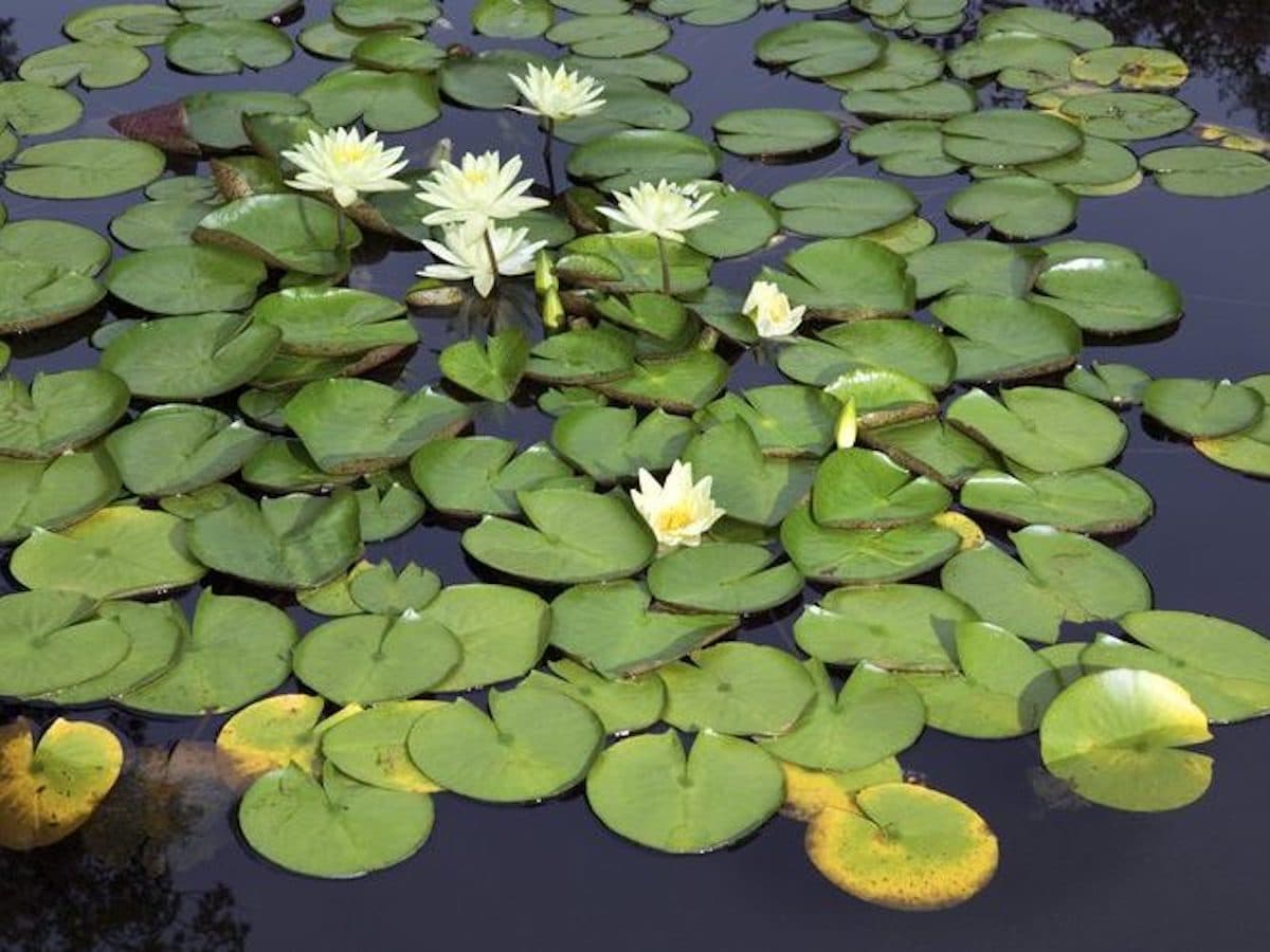 what are these lily pad-type plants? any further info on them? :  r/PlantedTank