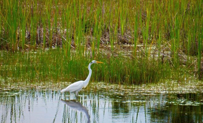 Kasco Wetlands