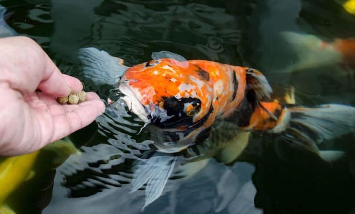 Koi-Feeding