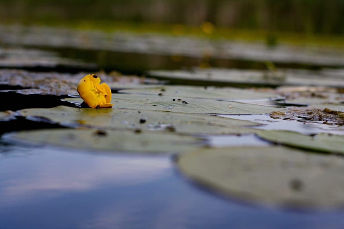 Spatterdock