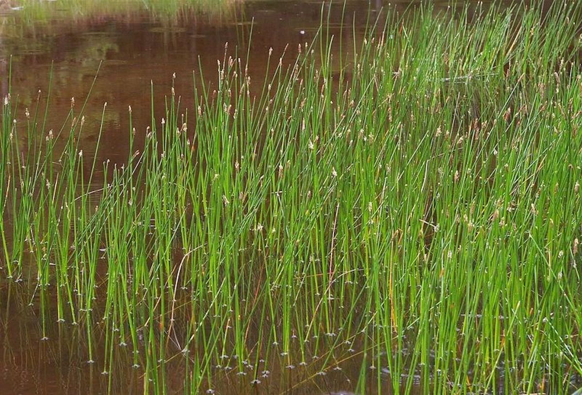 Common Emergent Aquatic Plants - Kasco Marine