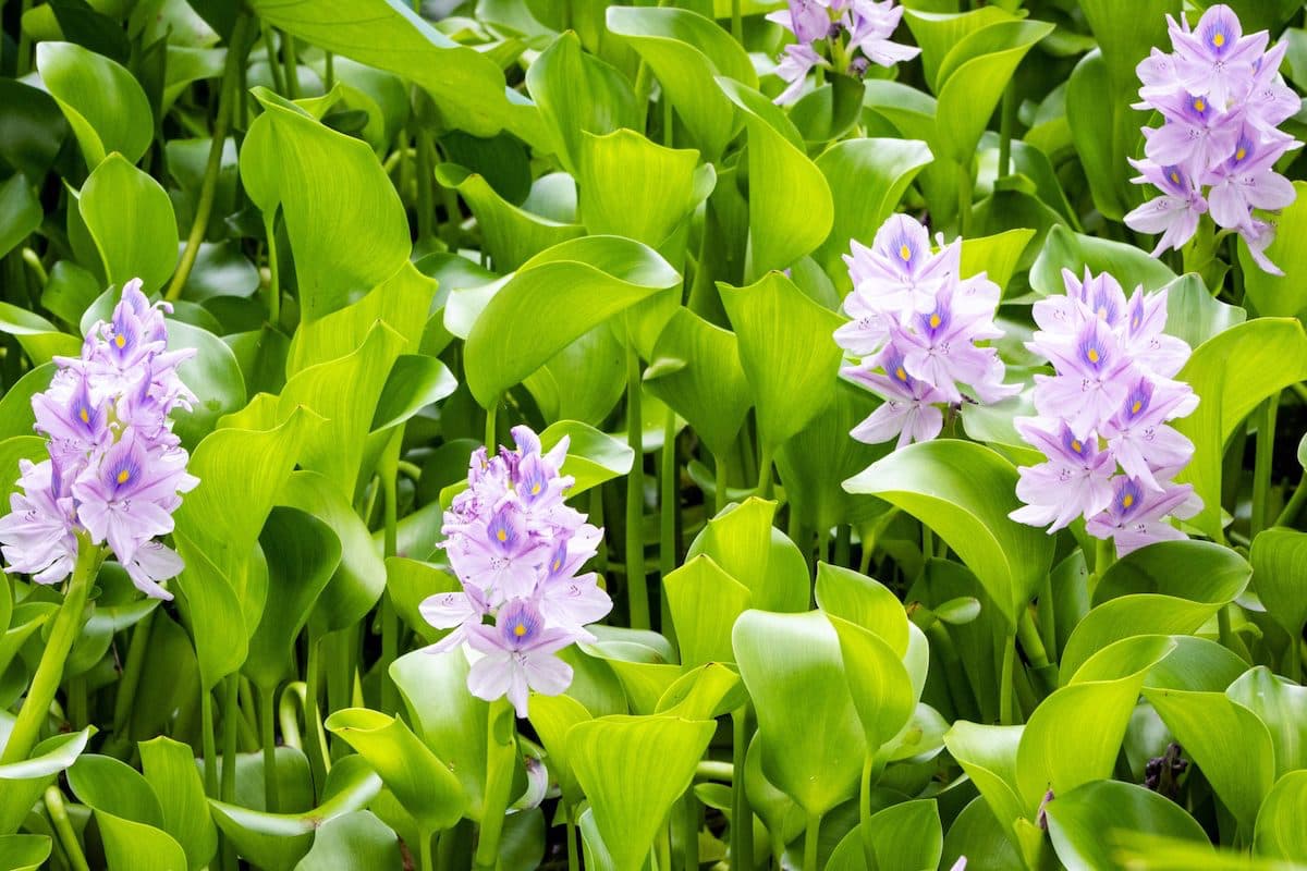 Water Hyacinth