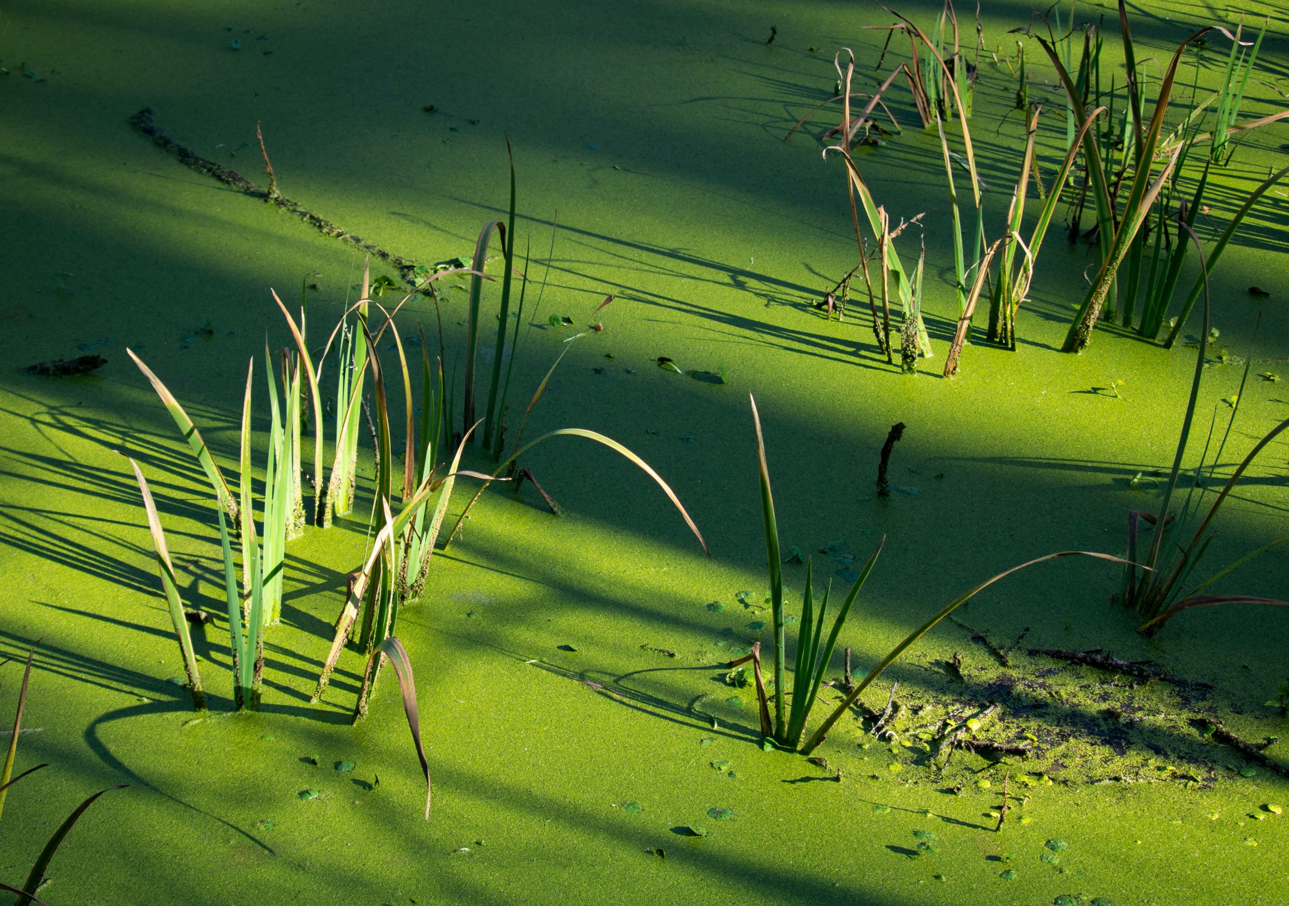 Микроскопические водоросли. Водоросли в пруду. Растения на поверхности воды. Эвтрофикация.