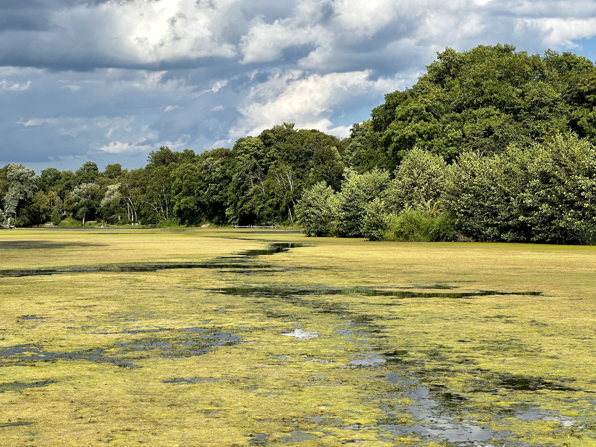 Green Algae - Learn About Nature